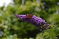 Butterfly g0ae55283b