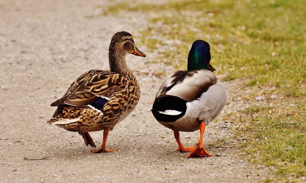 Dieren