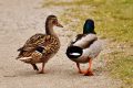 Dieren