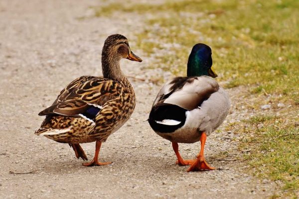 Dieren