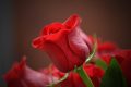 Rozen profeet Mohamed